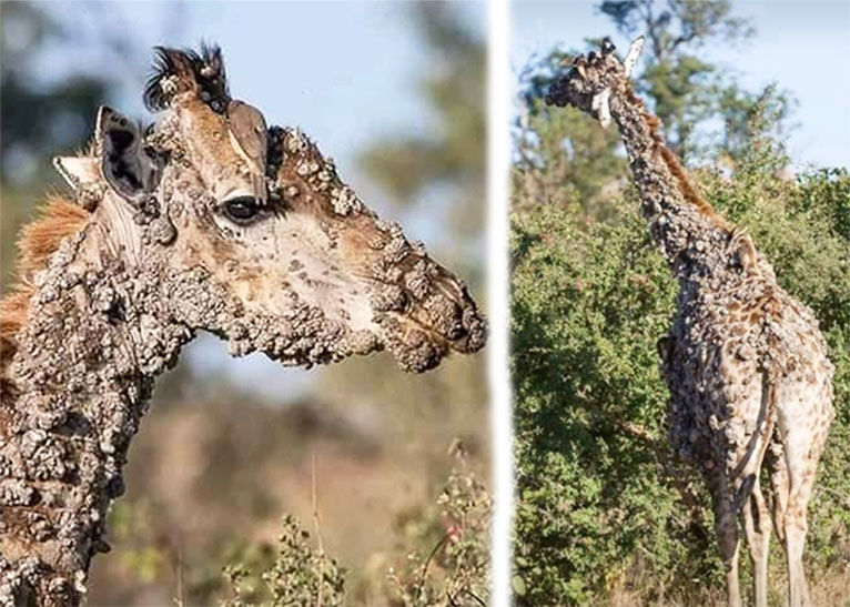 papillomavirus giraffe verucă plantară puncte negre